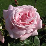 Роза чайно-гибридная Мириам Роуз (Myriam)